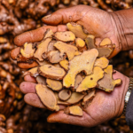 Ing Makhir Ginger from the state of Meghalaya, INDIA