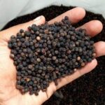 Tellicherry Garbled Special Extra Bold (TGSEB) Black Pepper Premium 600+G/L